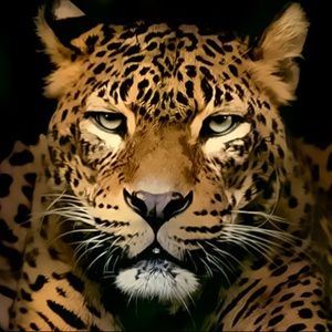 Meet your Posher, Augustine